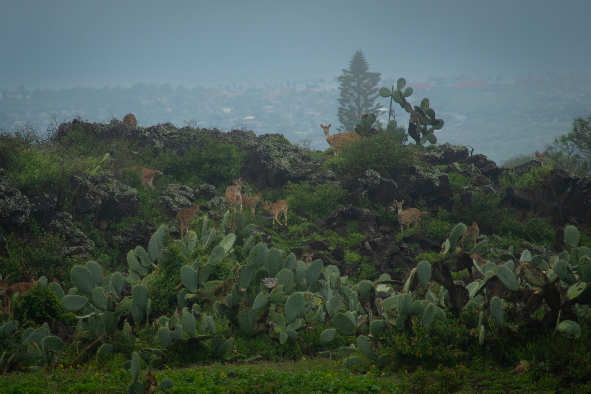A herd of axis deer stands among lava rock and cactus above a Maui town.